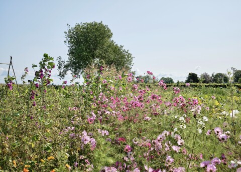 Bloementuin