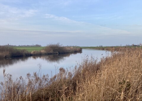 Riet